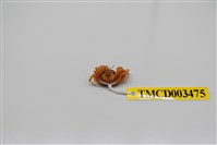 藏品(衛氏毛帶蟹)的圖片